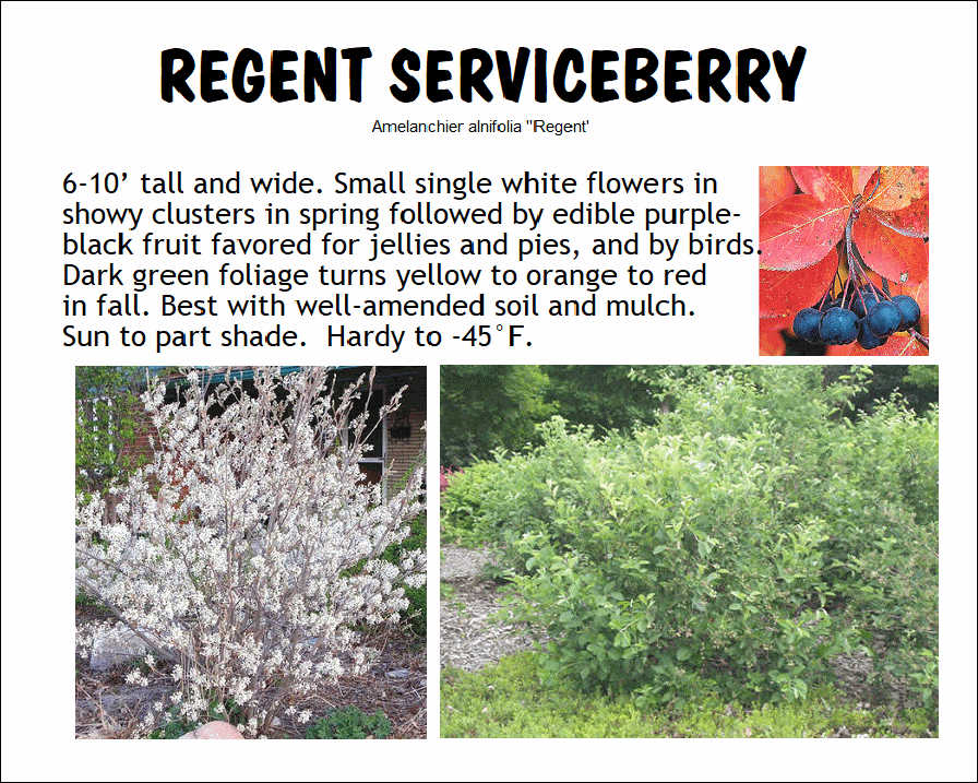 Serviceberry, Regent