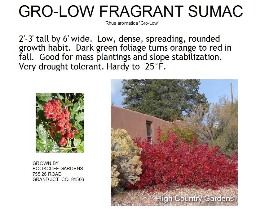 Sumac, Gro Low Fragrant