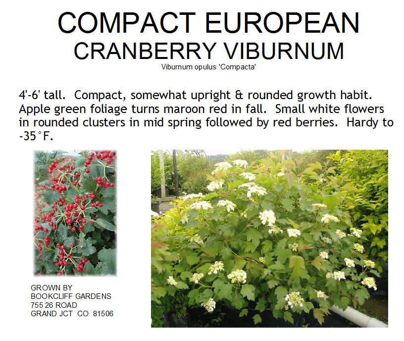 Viburnum, Compact European