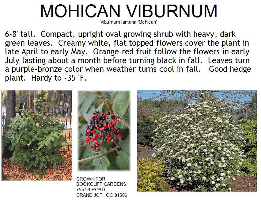 Viburnum, Mohican