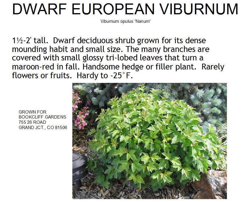 Viburnum, Dwarf European