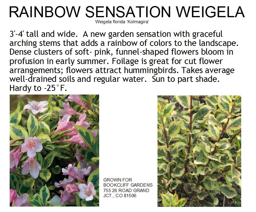 Weigela, Rainbow Sensation