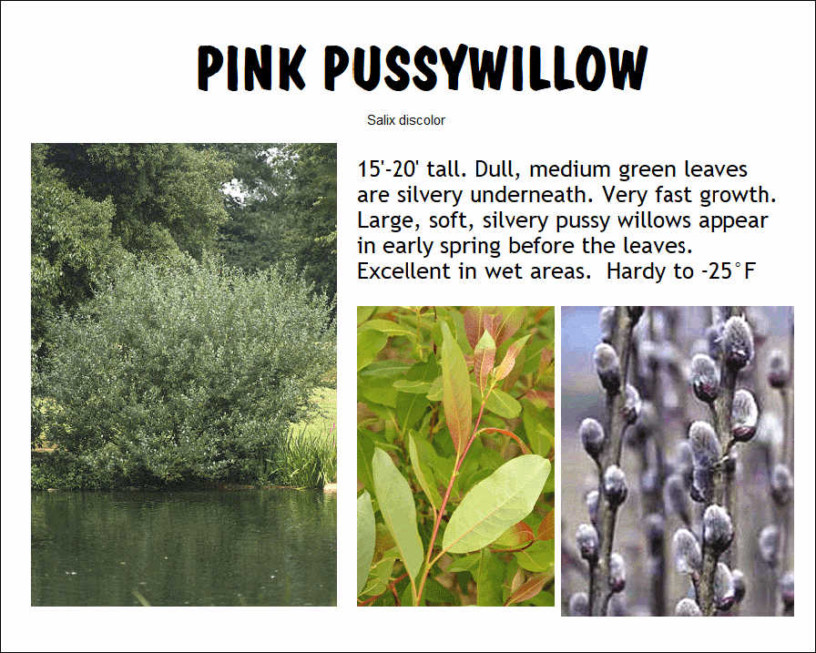 Willow, Pink Pussywillow