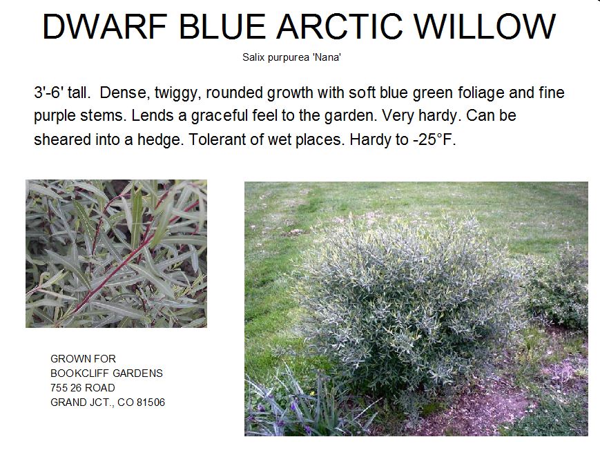 Willow, Dwarf Blue Arctic