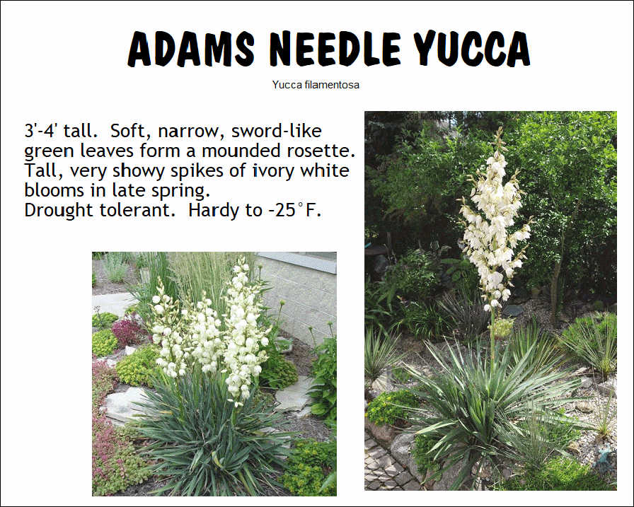 Yucca, Adam's Needle
