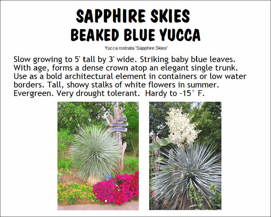 Yucca, Sapphire Skies