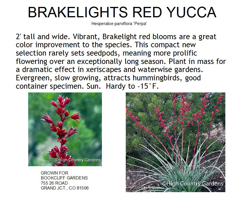 Yucca, Brakelights Red