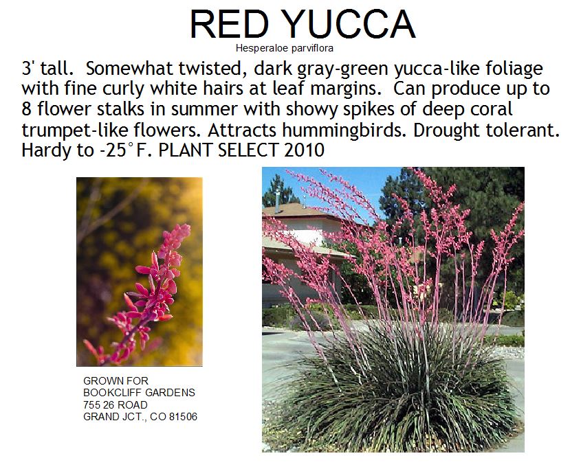 Yucca, Red