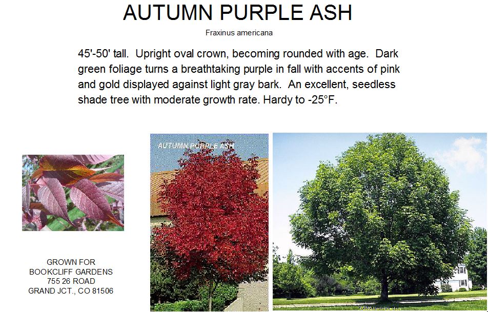 Ash, Autumn Purple