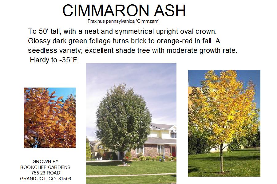 Ash, Cimmaron