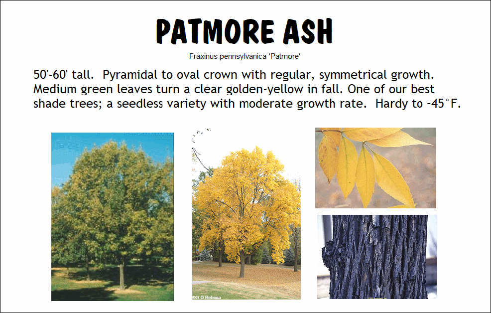 Ash, Patmore