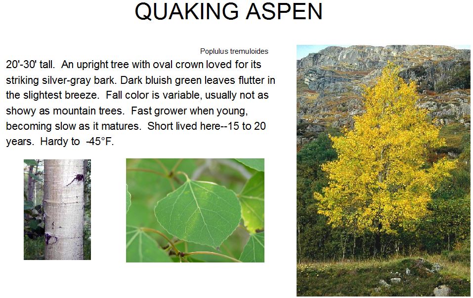 Aspen, Quaking Clump