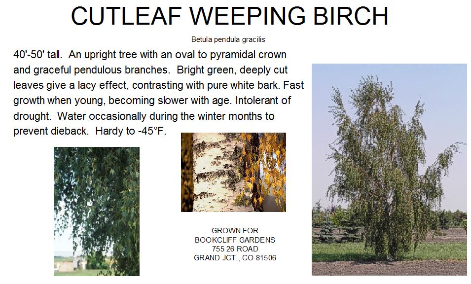 Birch, Cutleaf Weeping