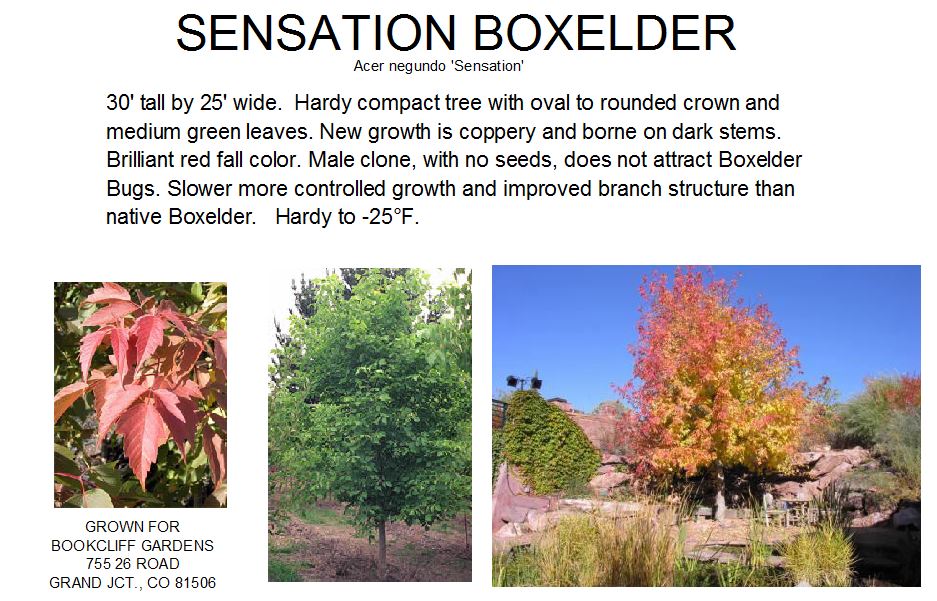 Boxelder, Sensation