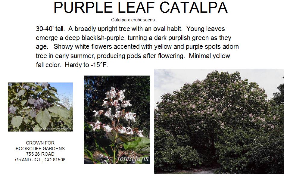 Catalpa, Purple Leaf