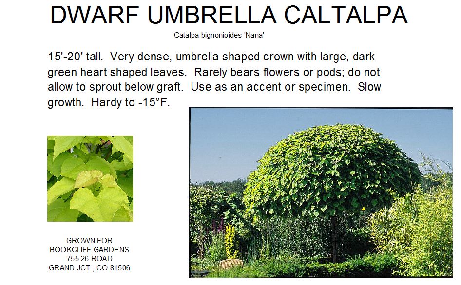 Catalpa, Dwarf Umbrella
