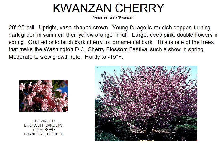 Cherry, Kwanzan