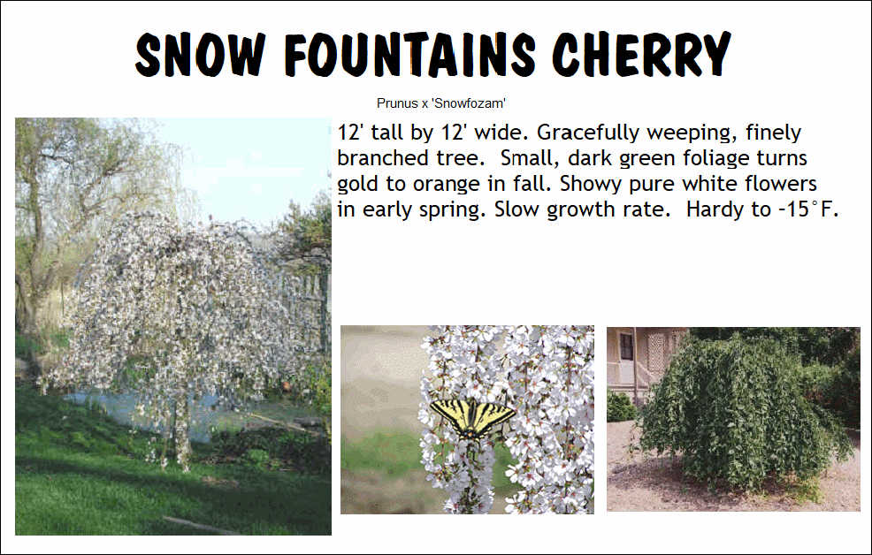 Cherry, Snow Fountains