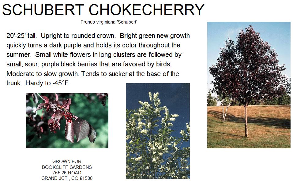 Chokecherry, Schubert Clump