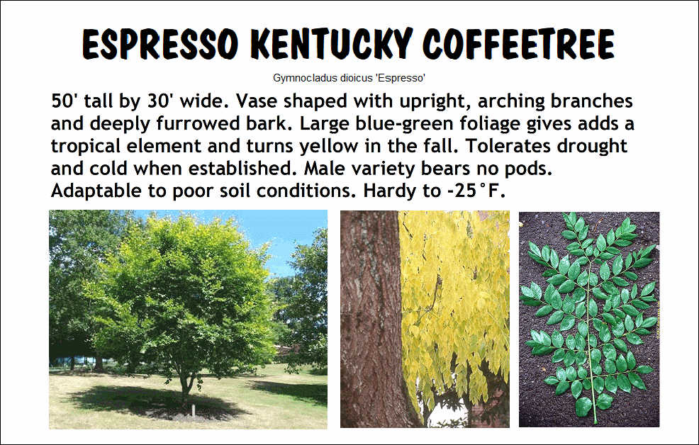 Coffeetree, Espresso