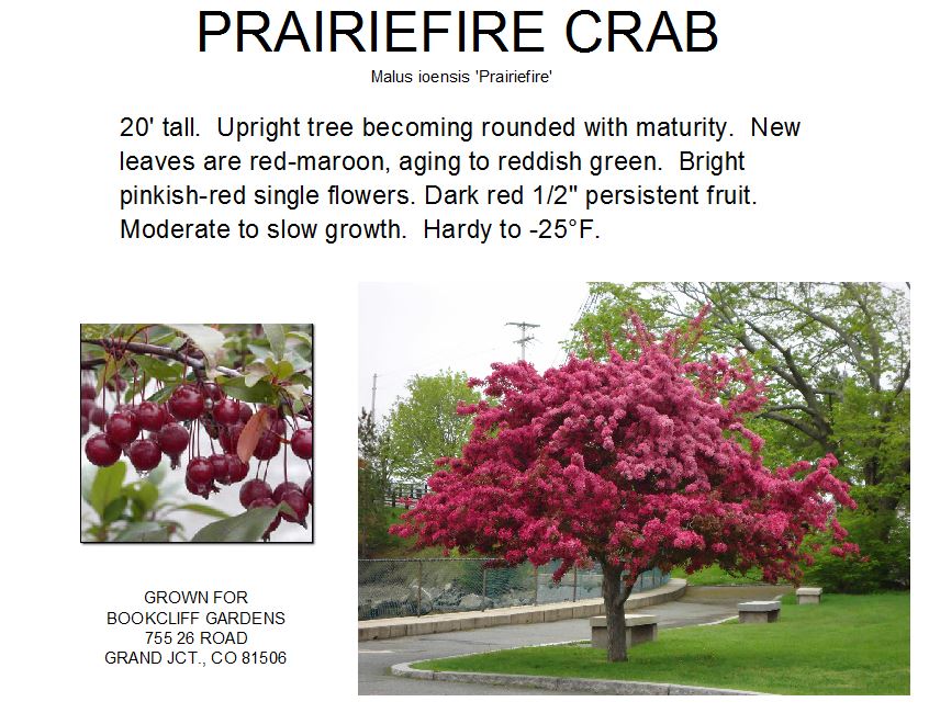 Crab, Prairiefire
