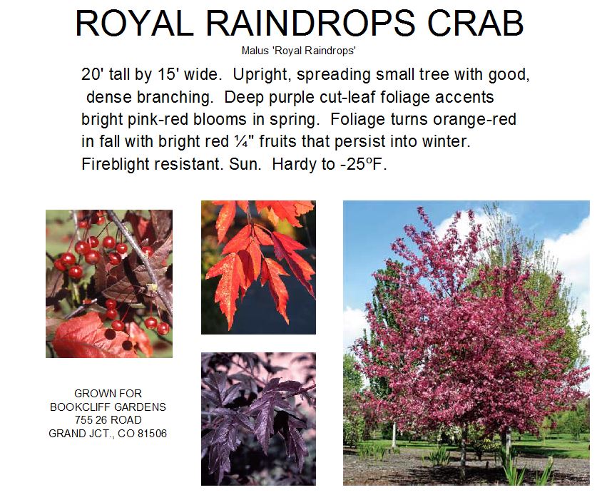 Crab, Royal Raindrops