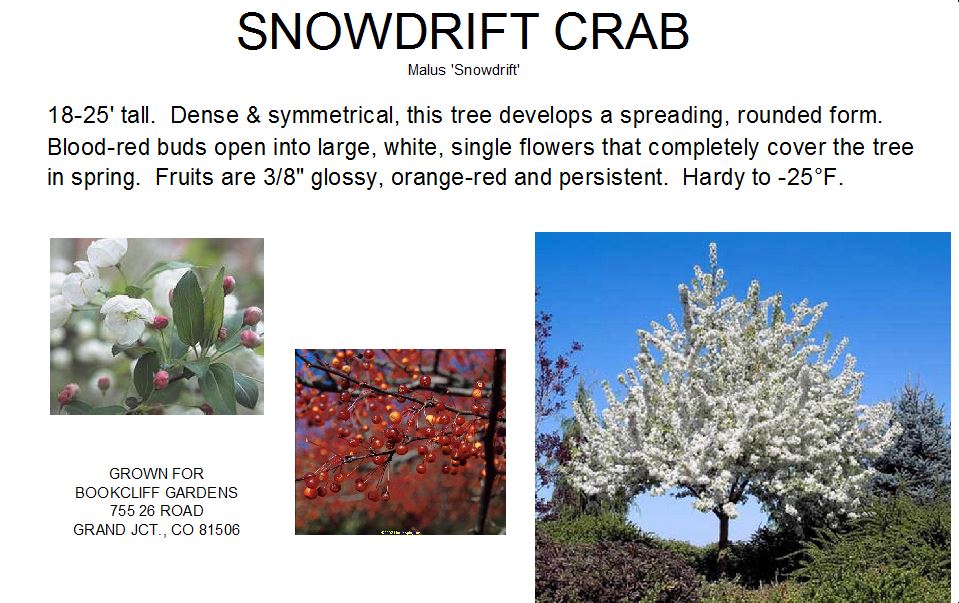 Crab, Snowdrift