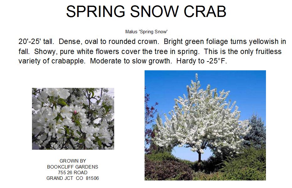 Crab, Spring Snow
