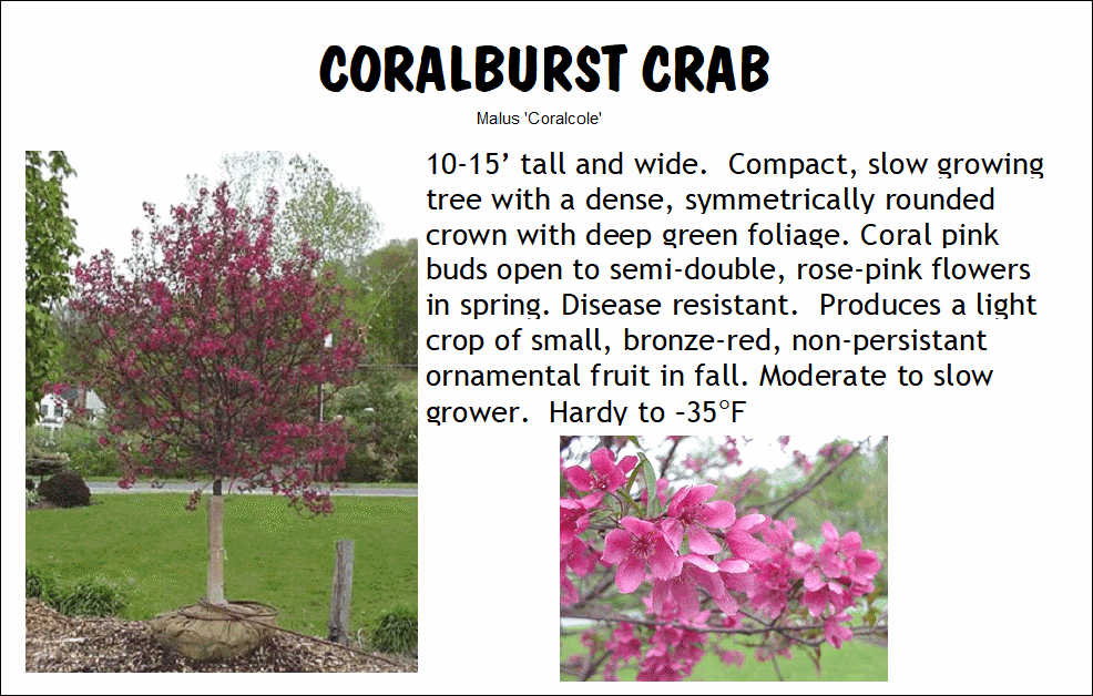 Crab, Coralburst