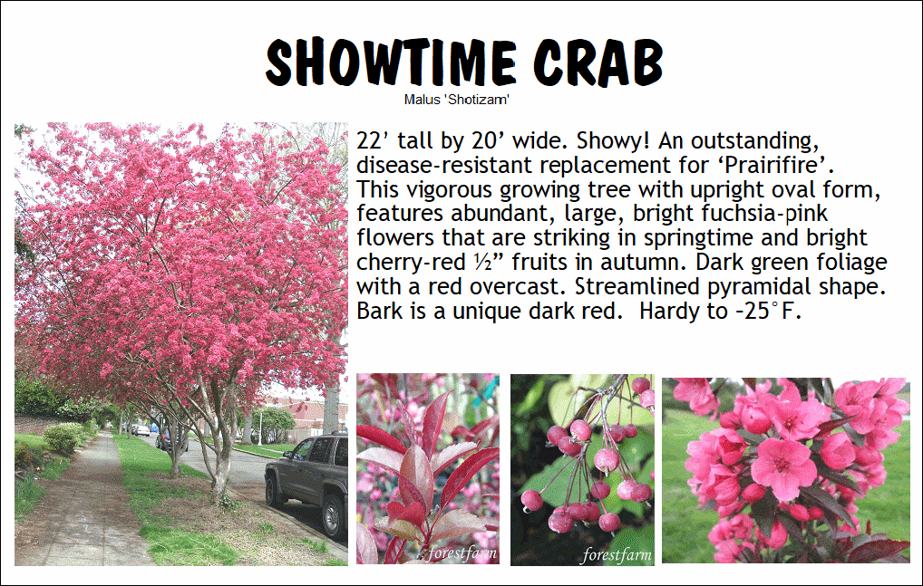 Crab, Showtime