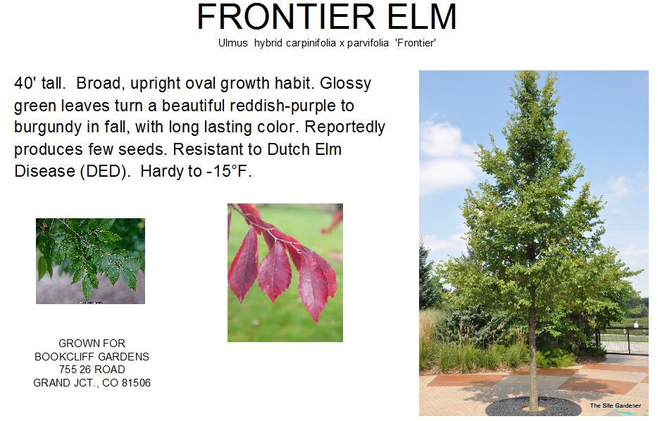 Elm, Frontier