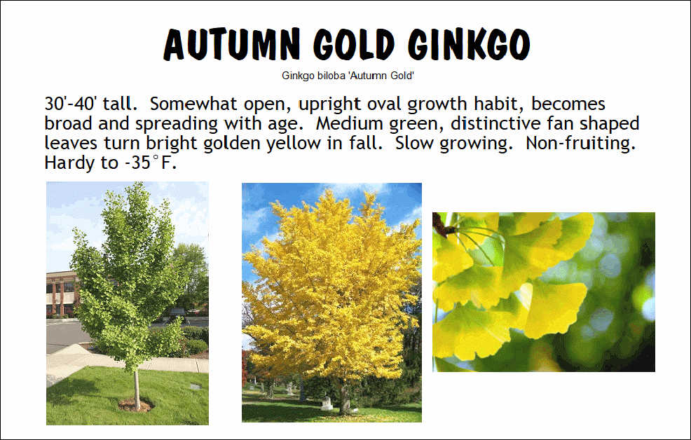 Ginkgo, Autumn Gold