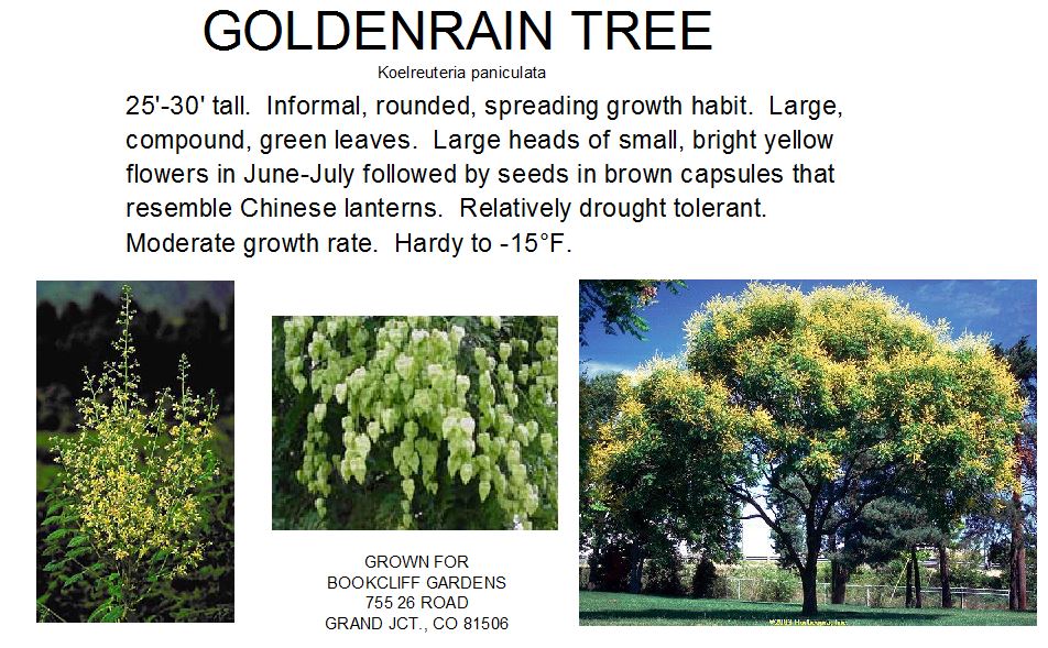 Goldenrain Tree