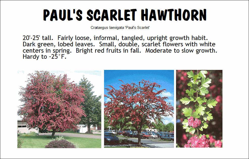 Hawthorn, Paul's Scarlet