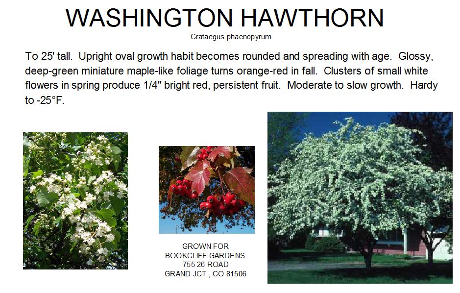 Hawthorn, Washington