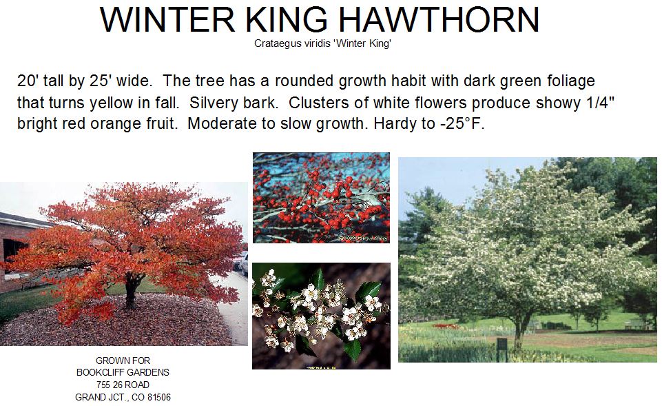 Hawthorn, Winter King