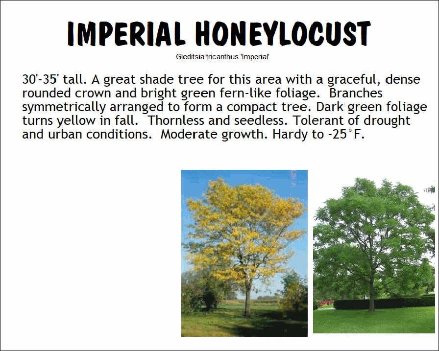 Honeylocust, Imperial