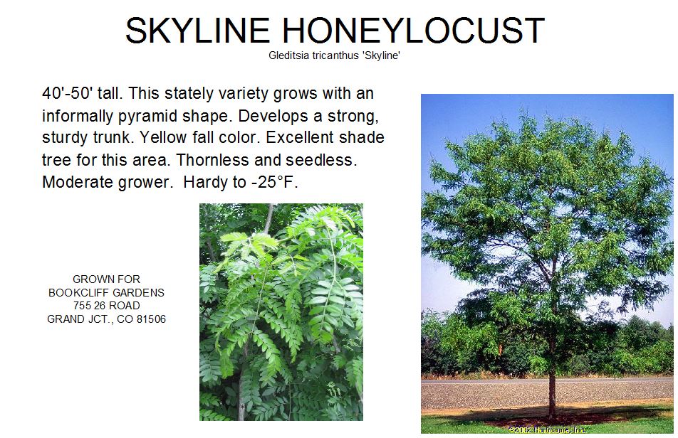 Honeylocust, Skyline