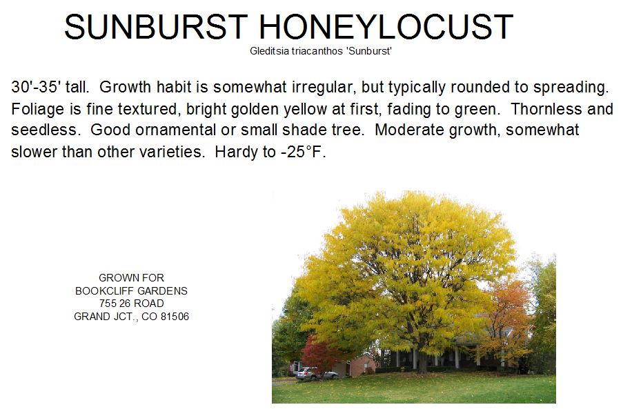 Honeylocust, Sunburst