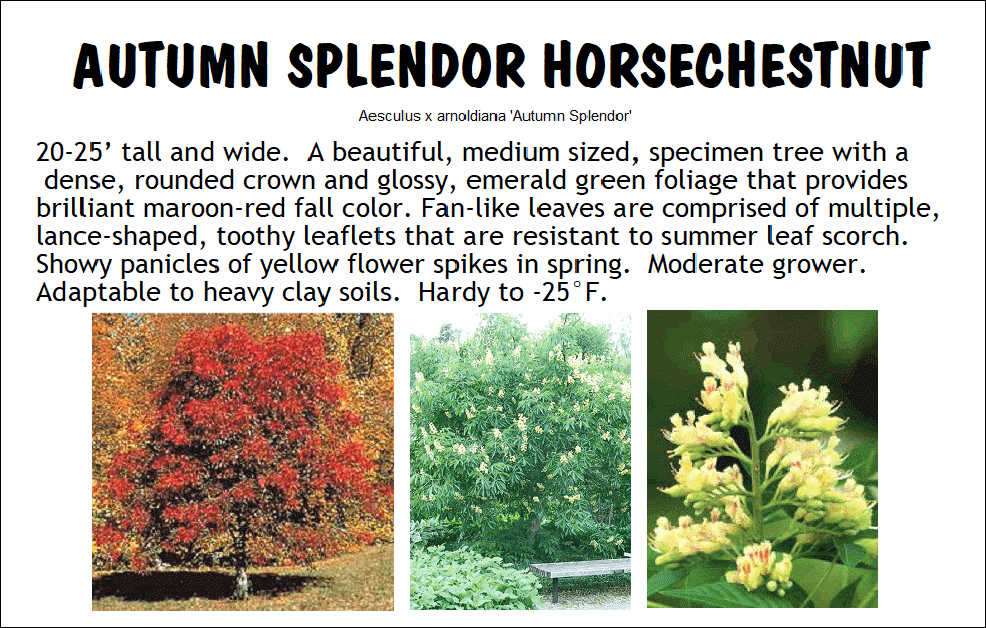 Horsechestnut, Autumn Splendor