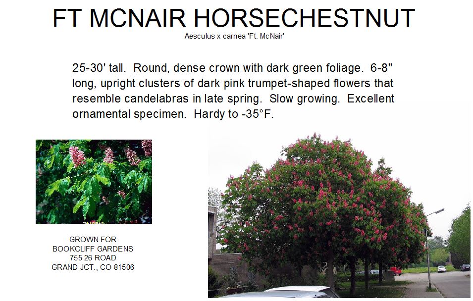 Horsechestnut, Ft. McNair