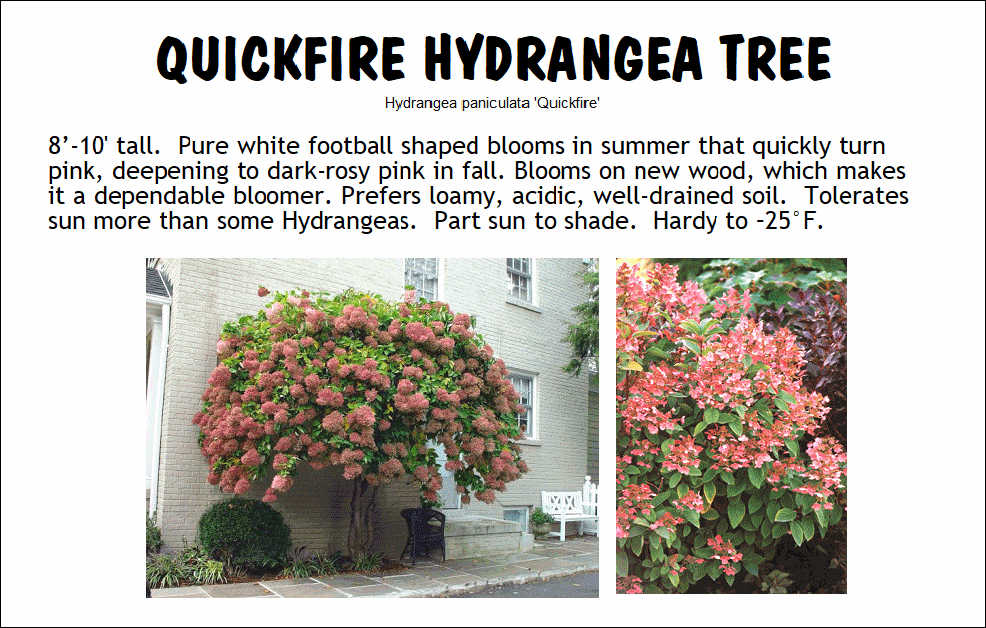 Hydrangea, Quickfire Tree