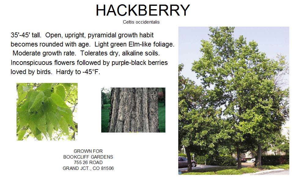 Hackberry