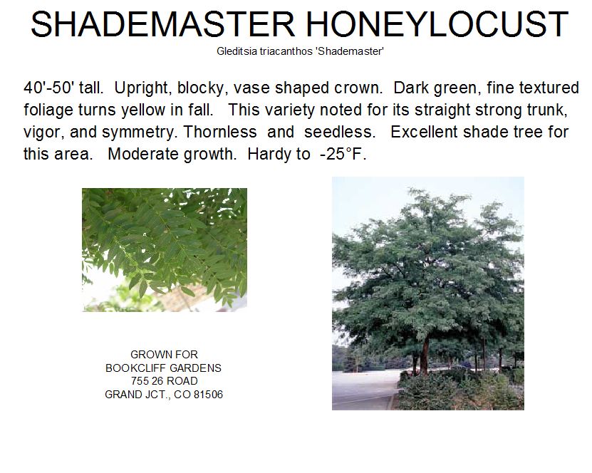 Honeylocust, Shademaster