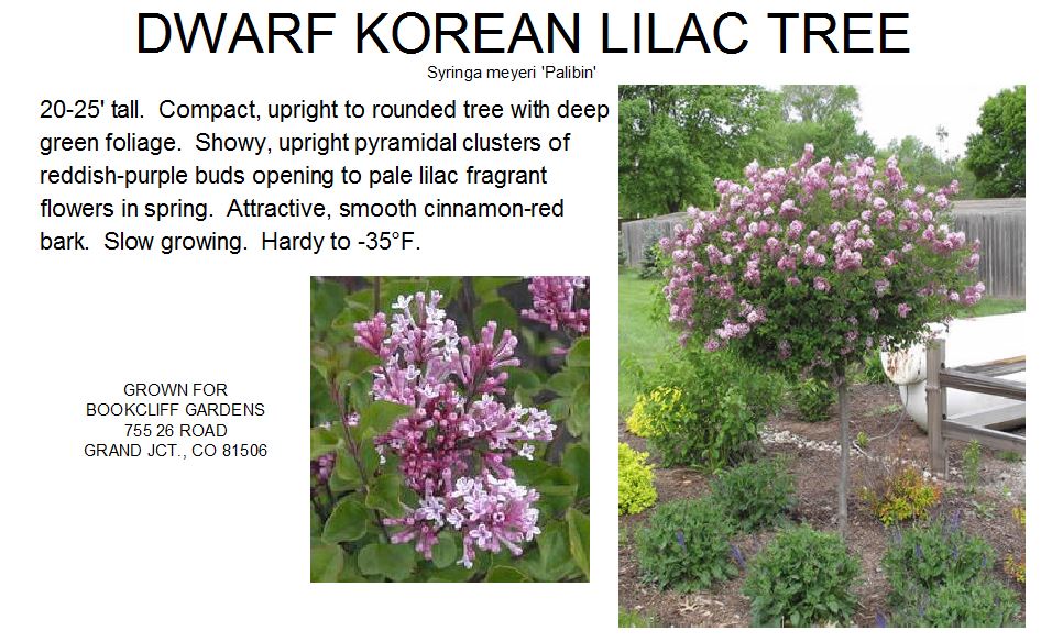 Lilac, Korean Dwarf Tree