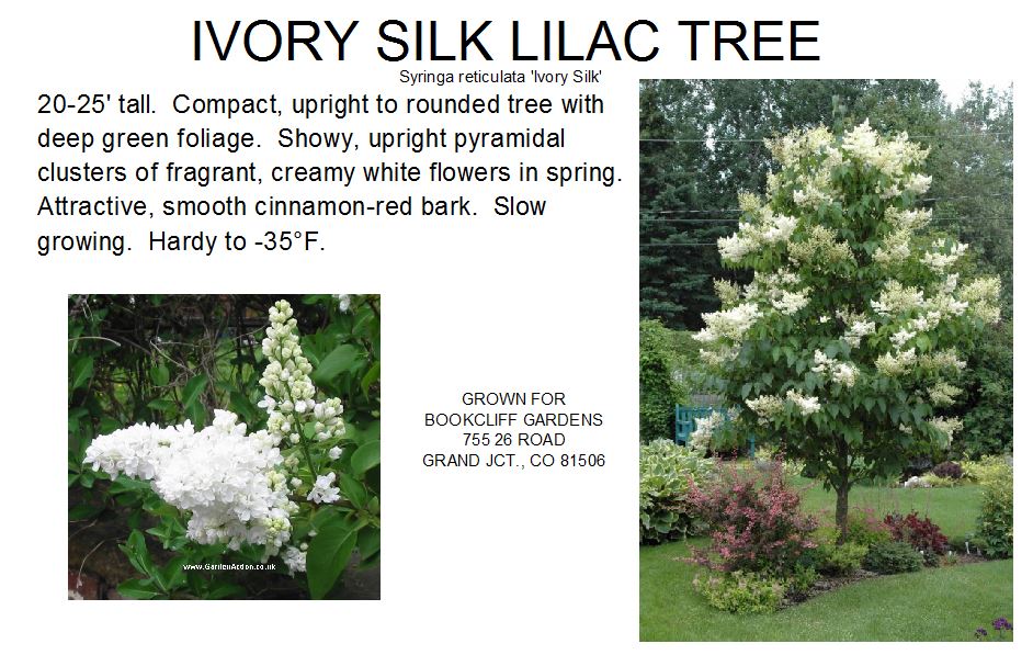 Lilac, Ivory Silk Tree