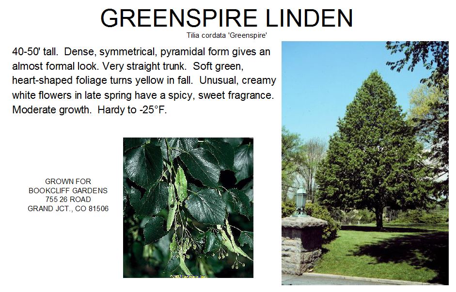 Linden, Greenspire