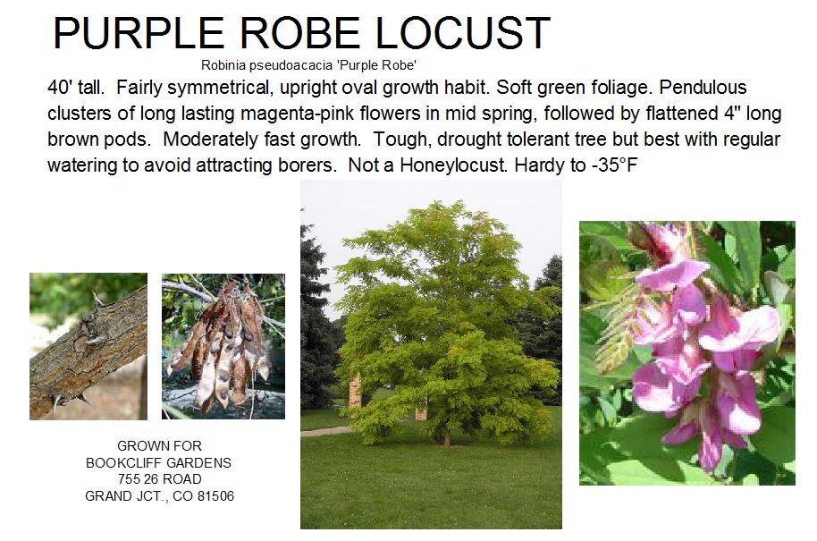 Locust, Purple Robe