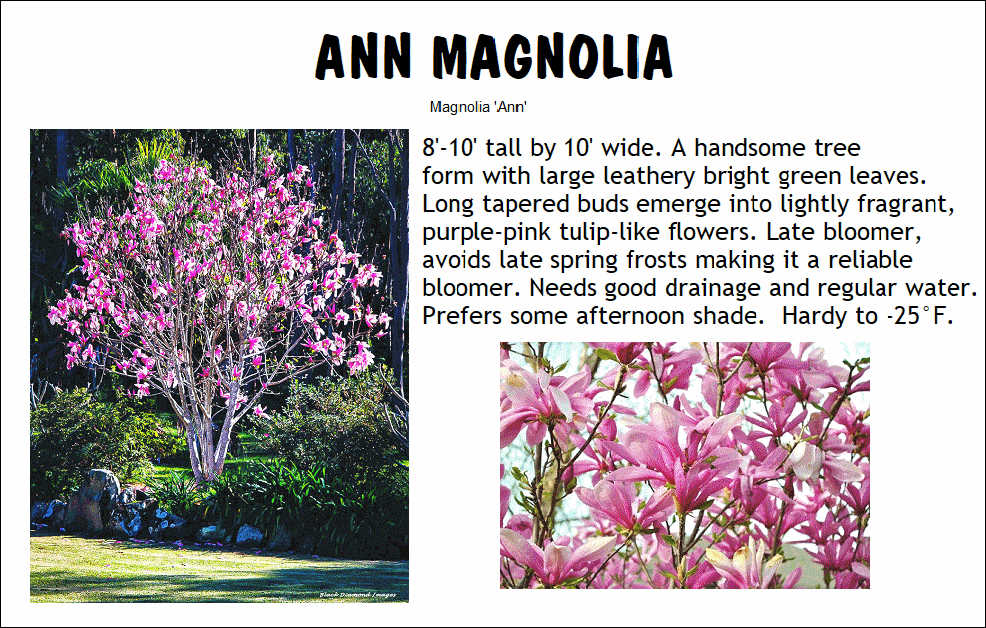 Magnolia, Ann