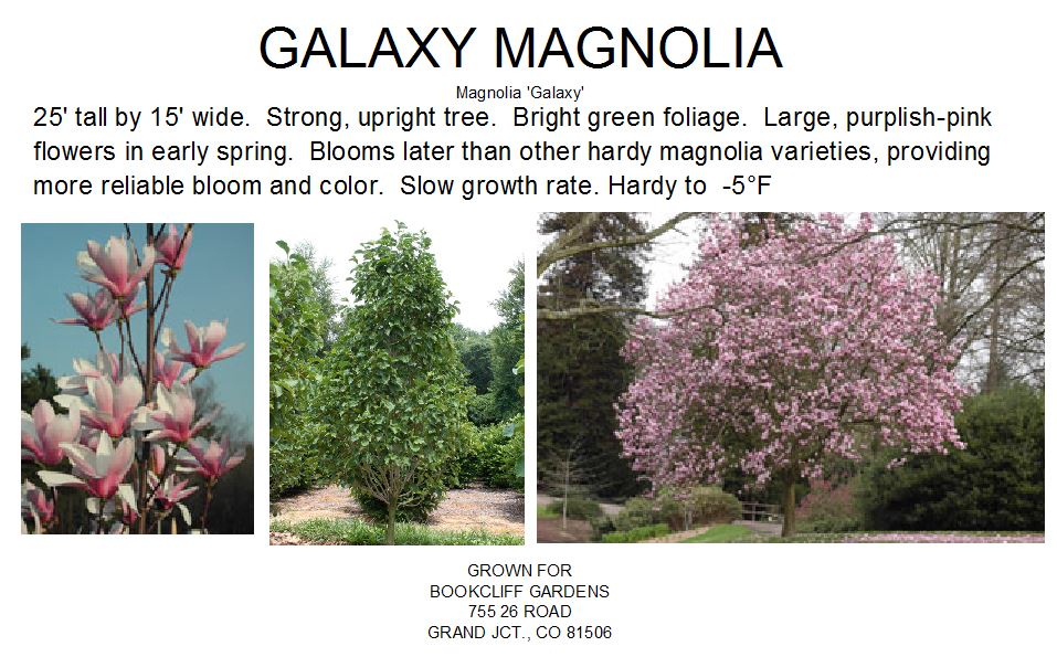 Magnolia, Galaxy